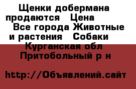 Щенки добермана  продаются › Цена ­ 45 000 - Все города Животные и растения » Собаки   . Курганская обл.,Притобольный р-н